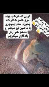 عامل انتشار تصویر کشتن یک قلاده روباه در فضای مجازی دستگیر شد