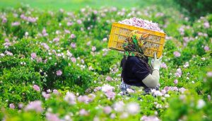 مجوز فرآوری ۲۸ هزار و ۹۲۳ تن گیاهان دارویی در استان مرکزی صادر شد