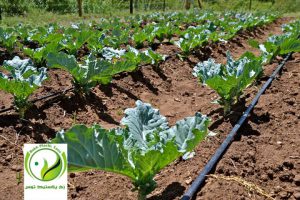 ۲۹ پروانه بهره‌برداری گلخانه در فارس صادر شد