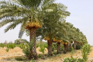 دومین نمایشگاه بین المللی خرما و صنایع وابسته در شیراز برگزار می شود