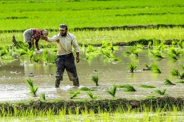 افزایش ۱ میلیون تنی تولید برنج در سال جاری ، نیازی به واردات نداریم