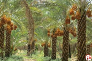 اشتغال ۲۴ هزار نفر در ۱۳ شهرستان خرماخیز