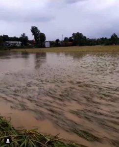 آسیب جدی به شالیزارهای گیلان از بارشهای دو روز اخیر