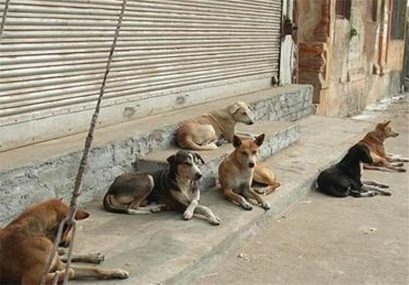 ضرورت جمع آوری سگ های بی صاحب از سطح شهر شیراز