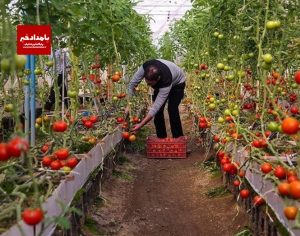 امهال و بخشودگی تسهیلات بانکی بخش کشاورزی در شهرستان کوار