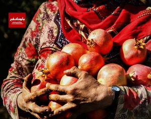 برداشت انارازباغات کوار آغاز شد