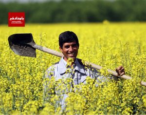 کشت کلزا نشایی در شهرستان کوار