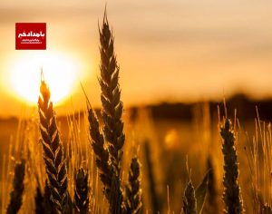 گندم‌های وارداتی از روسیه مشکل آلودگی ندارد