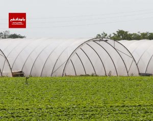 تولید اقتصادی با کشت های گلخانه ای