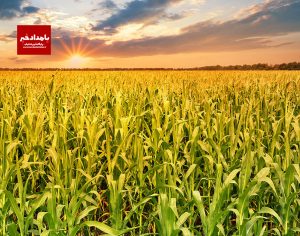 تصمیم برای حذف ارز ترجیحی هنوز قطعی نیست