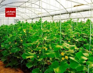 شیراز اکسپو؛ دریچه‌ای به صادرات کشاورزی ایران