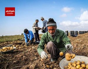 عرضه ۱۰ هزار تومانی سیب زمینی از فردا/ توزیع ۲۰۰ هزار تن برنج تا شب عید