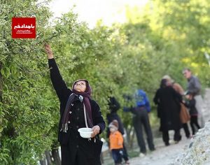 سوغات بهاری شیراز تهدیدی برای درختان نارنج
