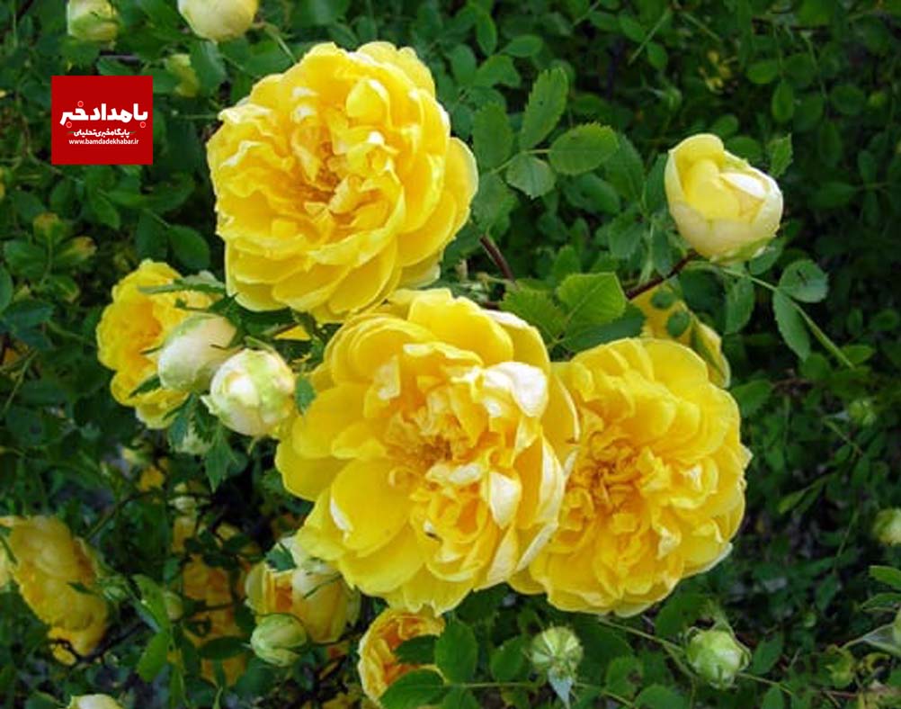 عطر و رنگ گل های شیرازی در یادها زنده می شود