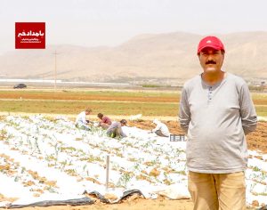 آغاز کشت گیاهان دارویی به شیوه نوین مالچ زیر پلاستیک در شهرستان همایجان منطقه سپیدان با آب سبز