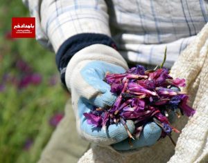 کشف ۲ تن گیاه دارویی قاچاق در “استهبان”