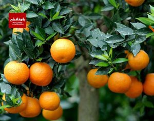 پویش کاشت ۱۰۰ هزار اصله درخت نارنج به مناسبت روز شیراز