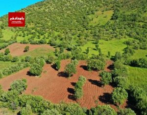جنگلهای زاگرسی ایران توسعه می یابد