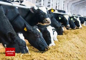 خرید دام های پرواری در فارس آغاز شد