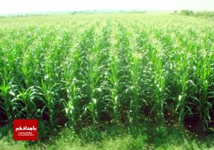 کشت ذرت علوفه ای در مزارع کوار در حال انجام است