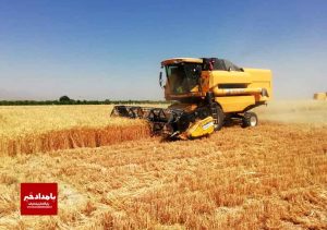 برداشت گندم در کوارآغازشد