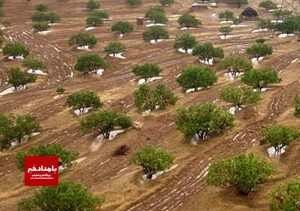 ۳۰ تن انجیر استهبان به کمک پست استان فارس در کشور توزیع شد