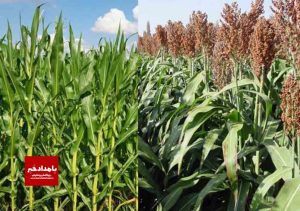 کاشت سورگوم دانه ای برای اولین بار در فارس
