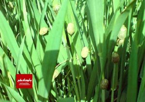 پایان مبارزه با سن گندم در فارس