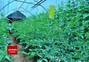 راه اندازی گلخانه آموزشی در زندان مرکزی شیراز