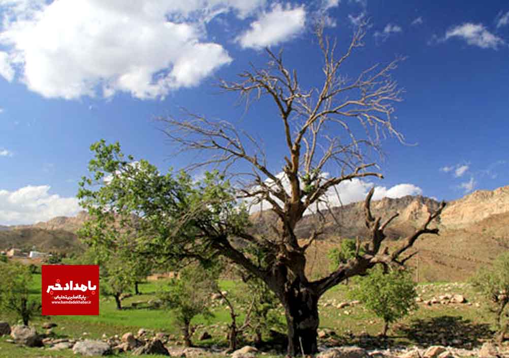 بررسی آفات درختان بلوط در منطقه  کوهستانی دراک شیراز