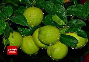پیش بینی تولید ۳۶۵ هزار تن لیموتُرش در فارس