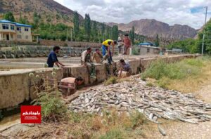 خسارت ۲۳۷ میلیارد ریالی سیل به ۱۳ مزرعه تکثیر و پرورش ماهی در استان فارس