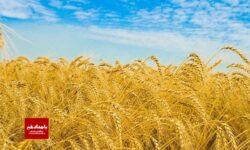 تکذیب خبر خسارت به ۲ هزار تن گندم در خنج