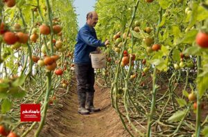 صادرات گوجه فرنگی گلخانه ای در شهرستان کوار