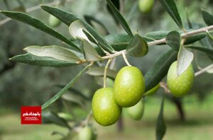 با انواع روغن ها بیشتر آشنا شویم