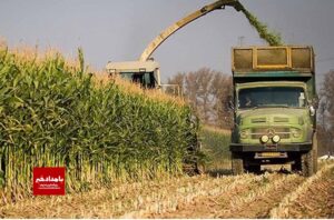 پیش بینی تولید ۳۳۰ هزار تن ذرت علوفه ای