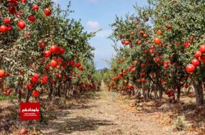  تشدید نظارت بر بازار محصولات کشاورزی در زرین دشت