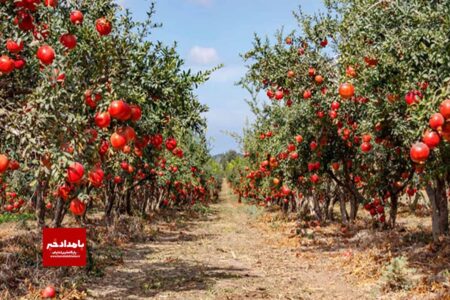 پیش بینی تولید بیش از ۲۵ هزارتن انار در شیراز