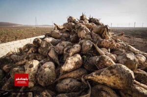 آغاز برداشت چغندرقند در کوار