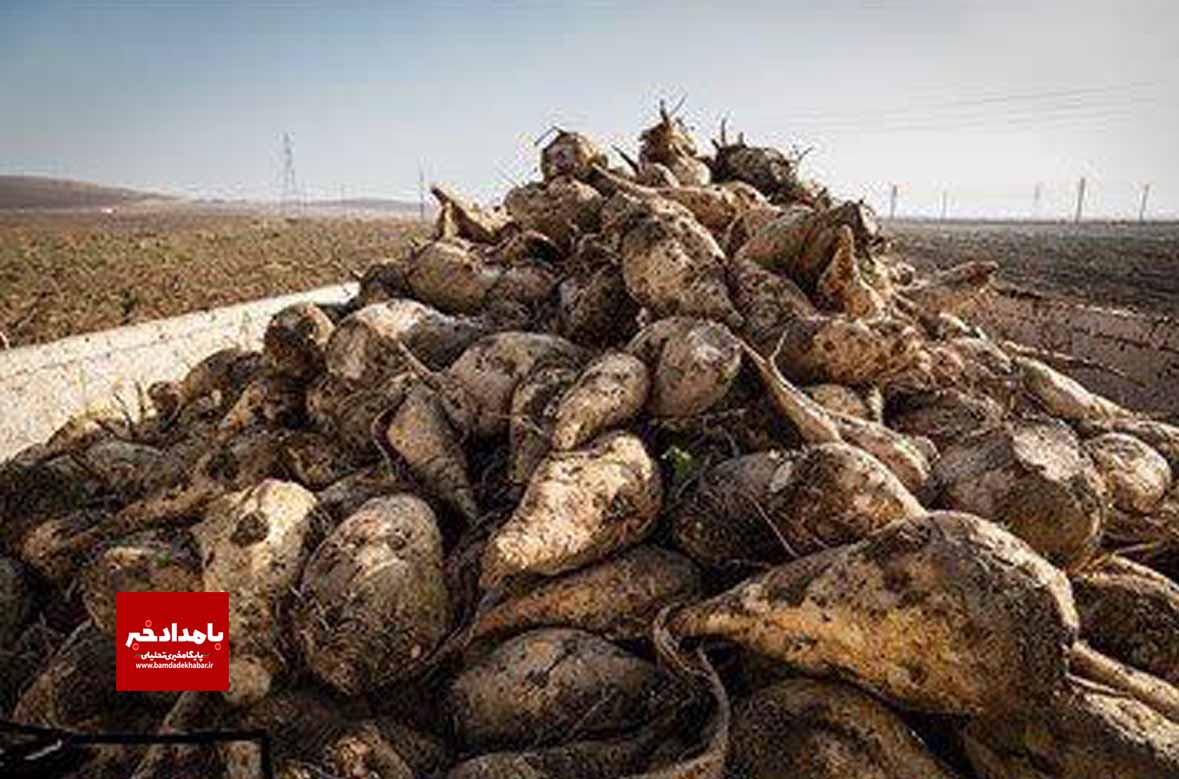 آغاز برداشت چغندرقند در کوار