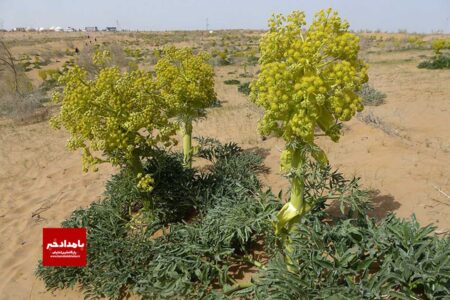 کاشت گیاه دارویی آنغوزه در شهرستان کوار