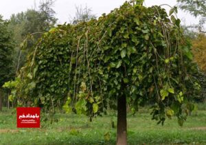 طرح از سبزه تا کمپوست تلاشی برای گسترش فرهنگ حفاظت از محیط زیست و تقویت احترام به طبیعت