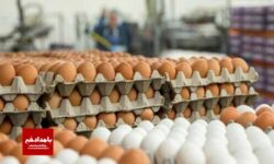 تولید و بسته بندی سالانه ده هزار تن تخم مرغ در کوار