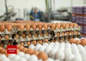 بیضا بزرگترین تولید کننده تخم‌مرغ در جنوب کشور