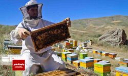 تولید سالانه بیش از ۲۰۰ تن عسل در کوار