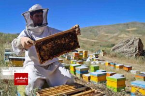 عسل ارگانیک؛ طلای طبیعی با خواص بی‌نظیر