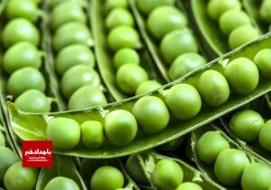 برداشت محصول نخود فرنگی از مزارع شهرستان کوار