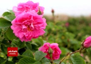 گام بلند شهرداری شیراز برای بهبود منظر شهری سبز