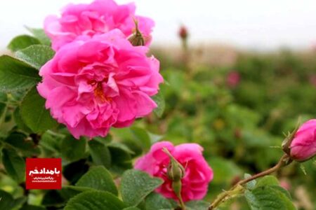 افزایش کشت گل محمدی در شهرستان کوار
