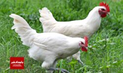 تاکید بر ممنوعیت عرضه مرغ تنظیم بازار به صنایع